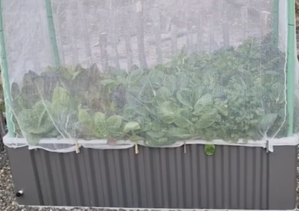 WaterUps Edible Gardens Cover