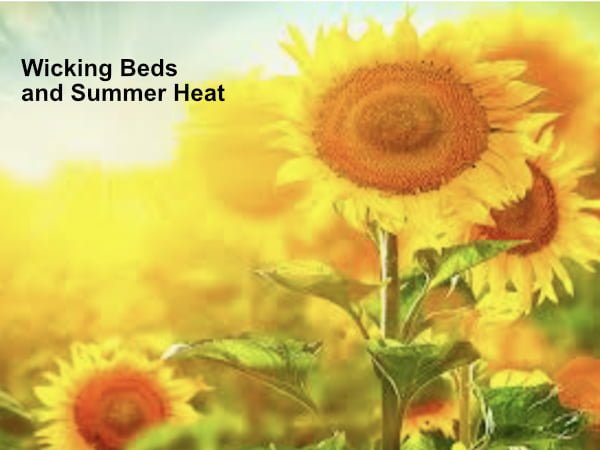 Insulating your wicking bed from the summer heat