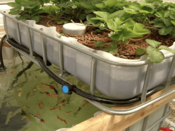 Wicking beds and Aquaponics