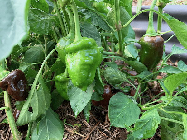 Become food self sufficient with a wicking bed