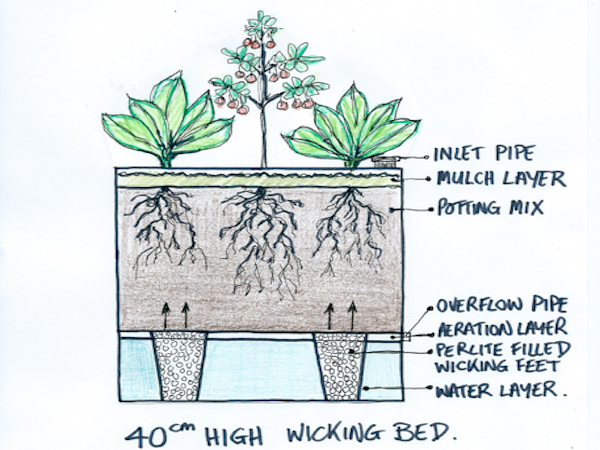 Optimal height of a wicking bed depends on what you plant