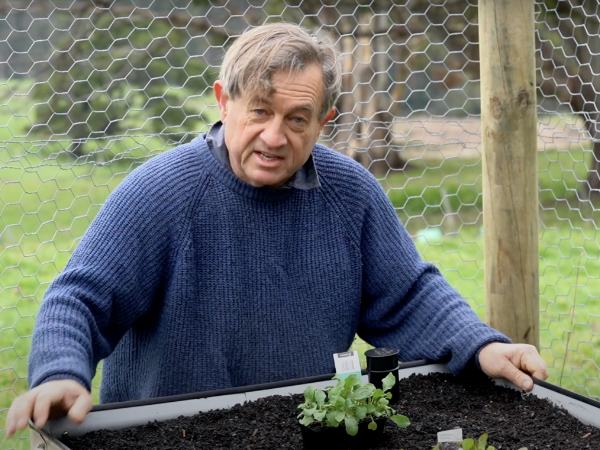 Angus Stewart Video on growing vegetables in his WaterUps® wicking bed