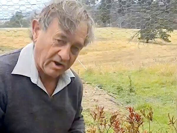 Angus Stewart conducts kangaroo paw trials in WaterUps wicking bed