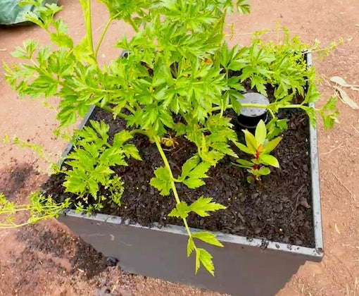 Angus Stewart road tests the WaterUps square planter