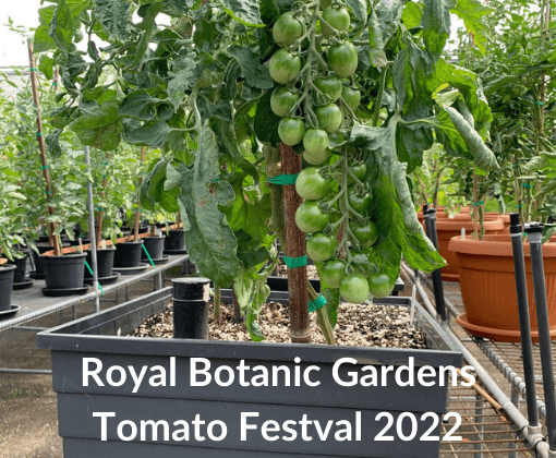 Botanic Gardens Uses WaterUps in Tomato Festival