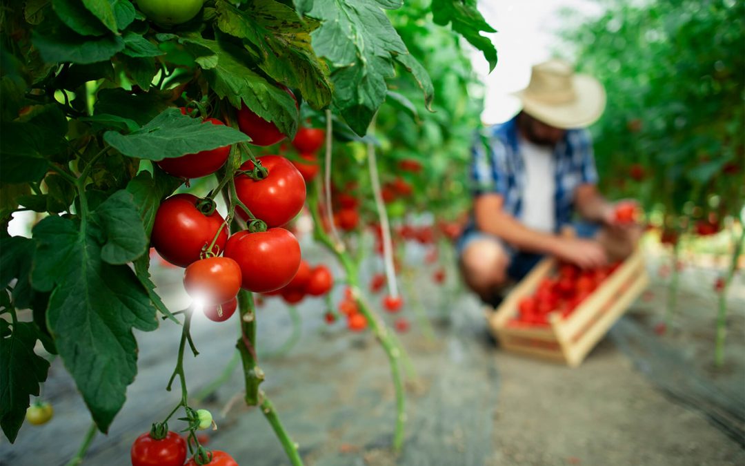Botanic Gardens Uses WaterUps in Tomato Festival