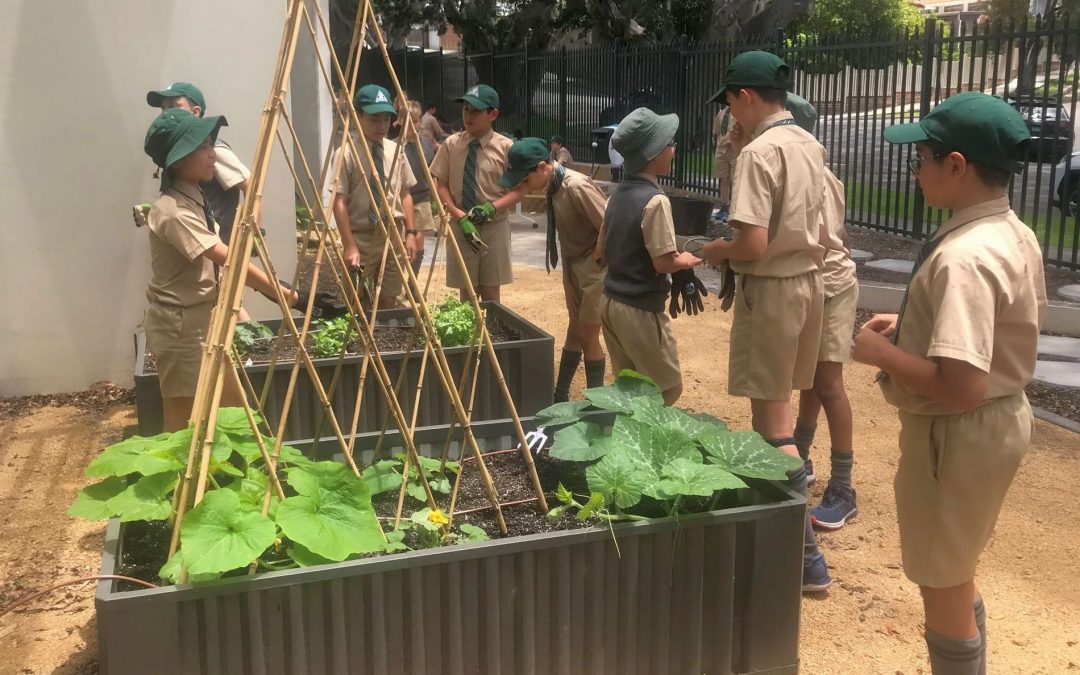 Challenges and rewards of a school veggie garden