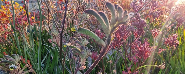 Tips for Growing the Best Kangaroo Paw