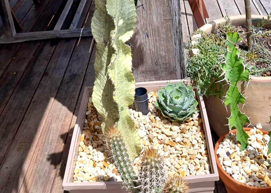 Growing cacti in a wicking bed