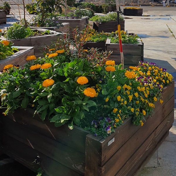 Planter box made of recycled timber incorporating WaterUps DIY Wicking Kits
