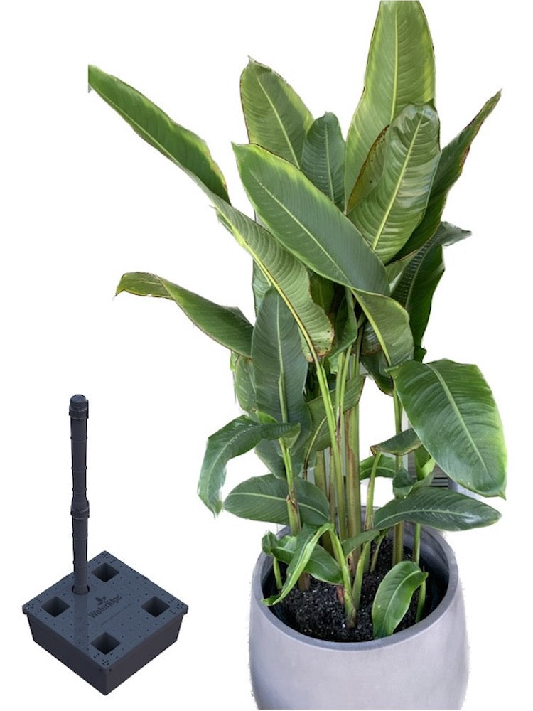 WaterUps Self Watering Pot Single Heliconia 1 The WaterUps Tree Reservoir gets plants off to the best start in life to overcome urban heat islands through more resilient trees